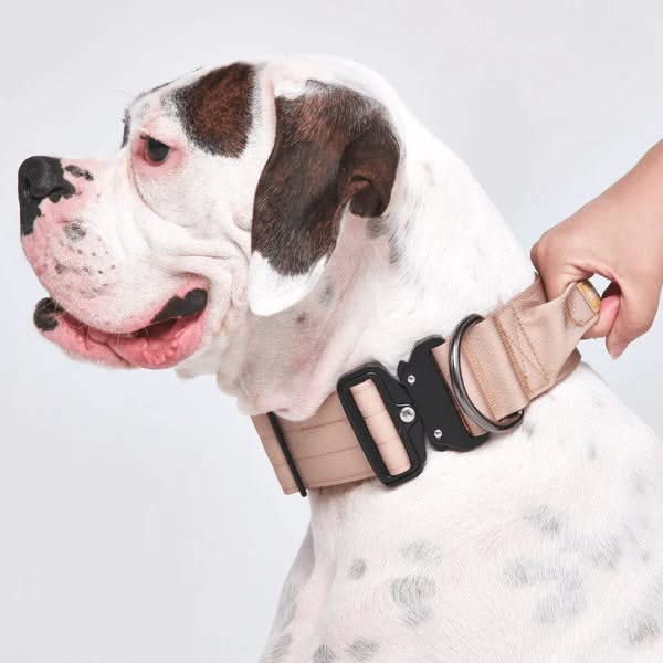 戦術的な犬用首輪 - マルチカラー (2"/5cm)