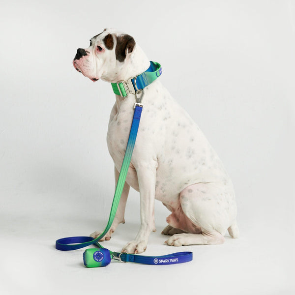 戦術的な犬用首輪セット - ライムウェーブ (2"/5cm)