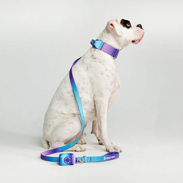 戦術的な犬用首輪セット - 90年代レトロ (2"/5cm)