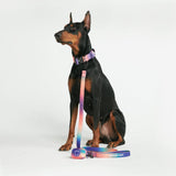 戦術的な犬用首輪セット - マルチカラー (1.5"/4cm)