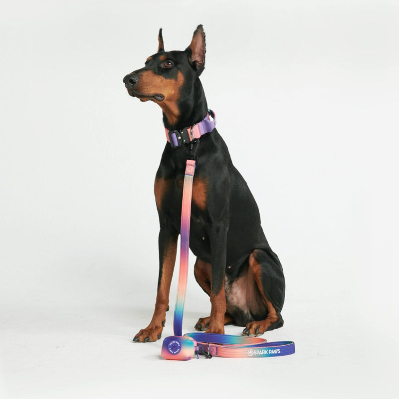 戦術的な犬用首輪セット - マルチカラー (1.5"/4cm)