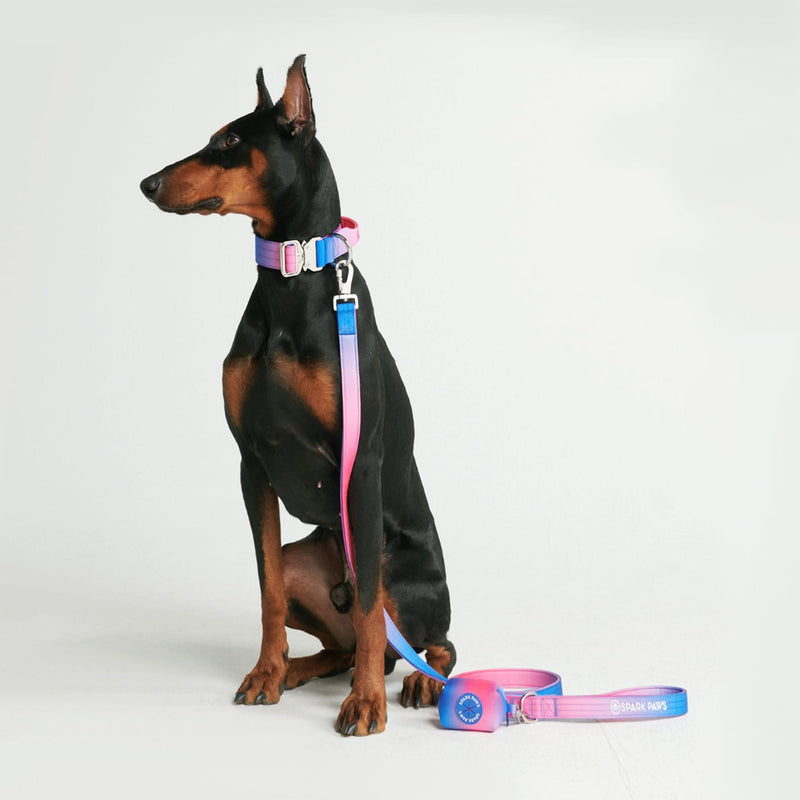 戦術的な犬用首輪セット - スノーコーン (1.5"/4cm)
