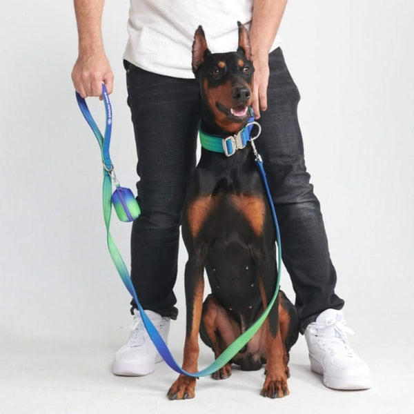 戦術的な犬用首輪セット - ライムウェーブ (1.5"/4cm)