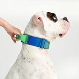 戦術的な犬用首輪 - ライムウェーブ (2"/5cm)