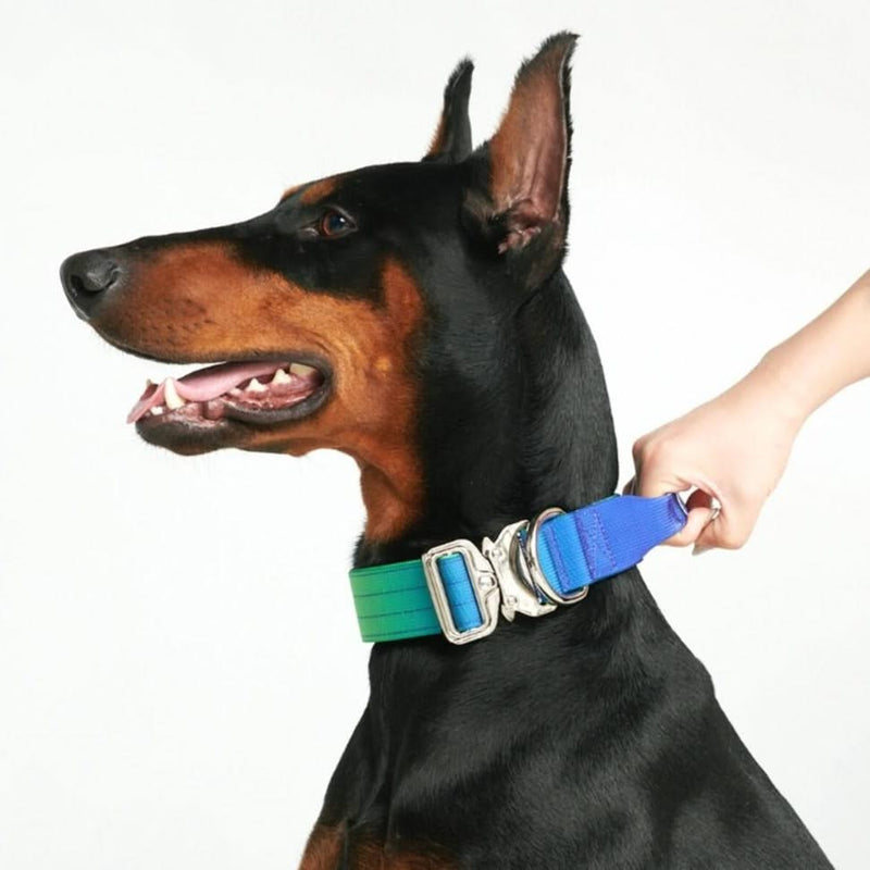 戦術的な犬用首輪 - ライムウェーブ (1.5"/4cm)