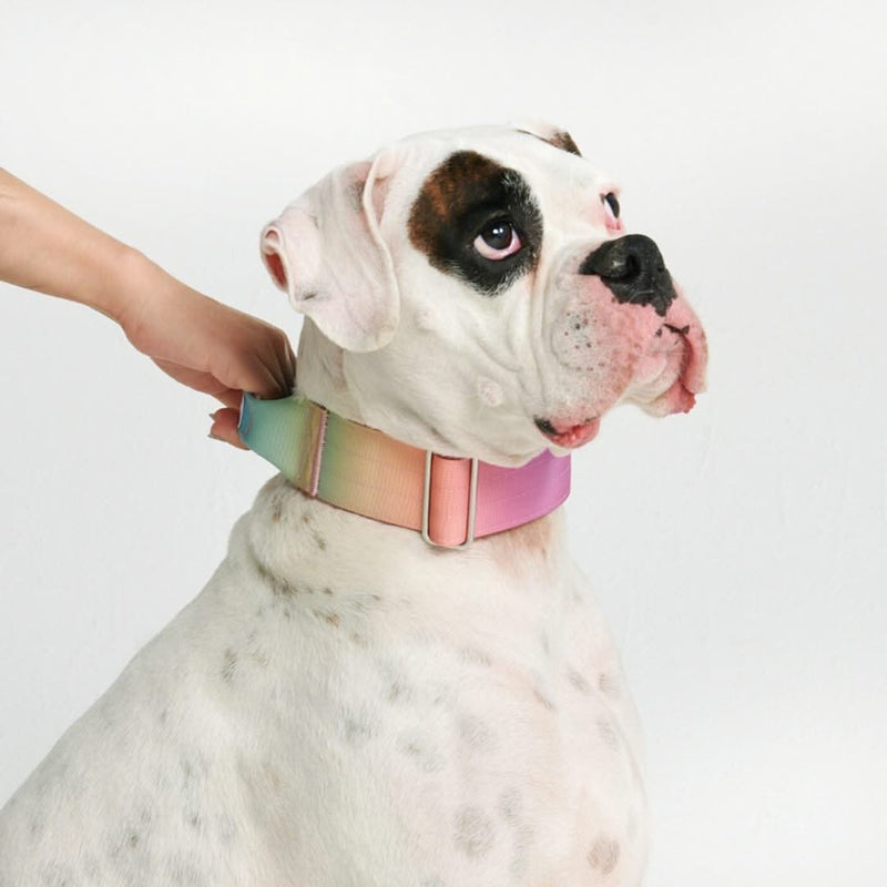 戦術的な犬用首輪 - パステルアイシング